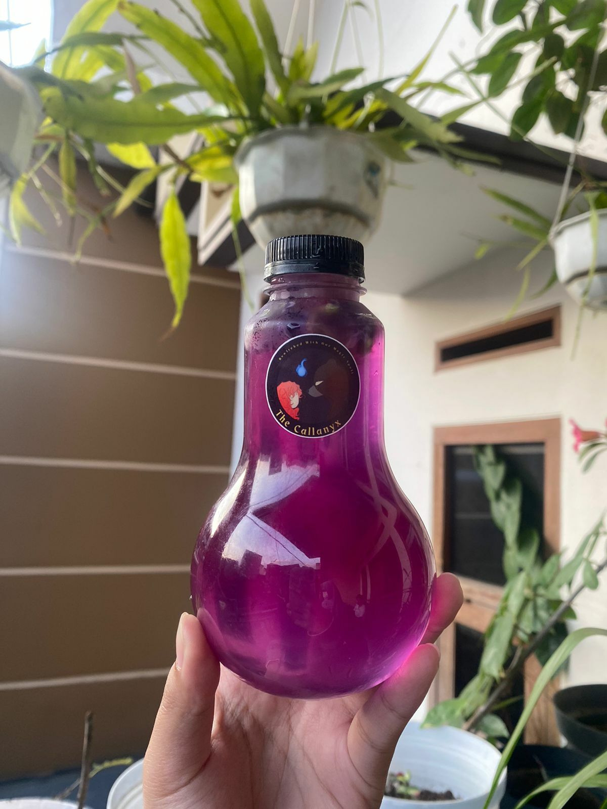 A hand holding a bottle of purple butterfly pea tea