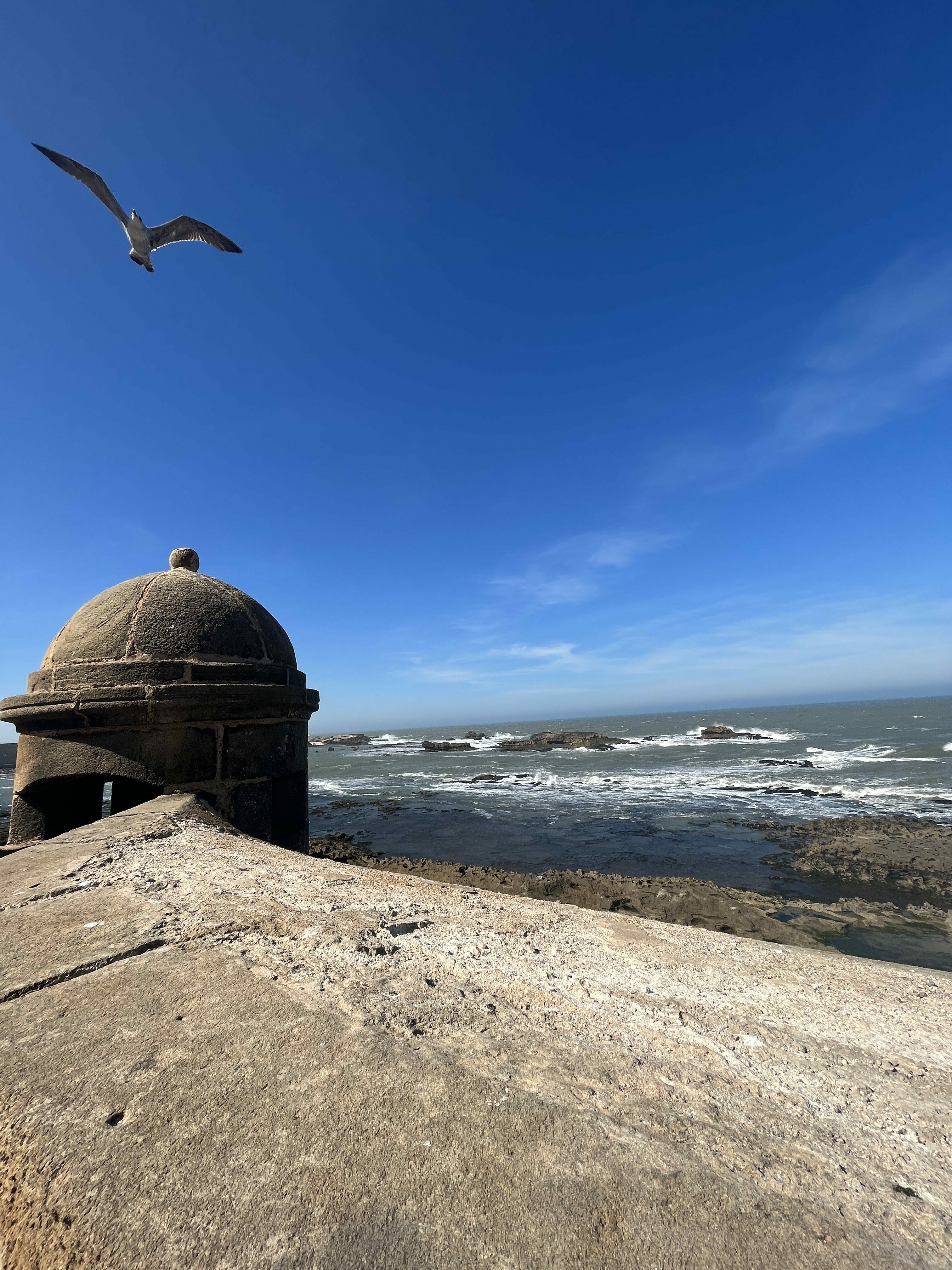 Essouaira With A Bird