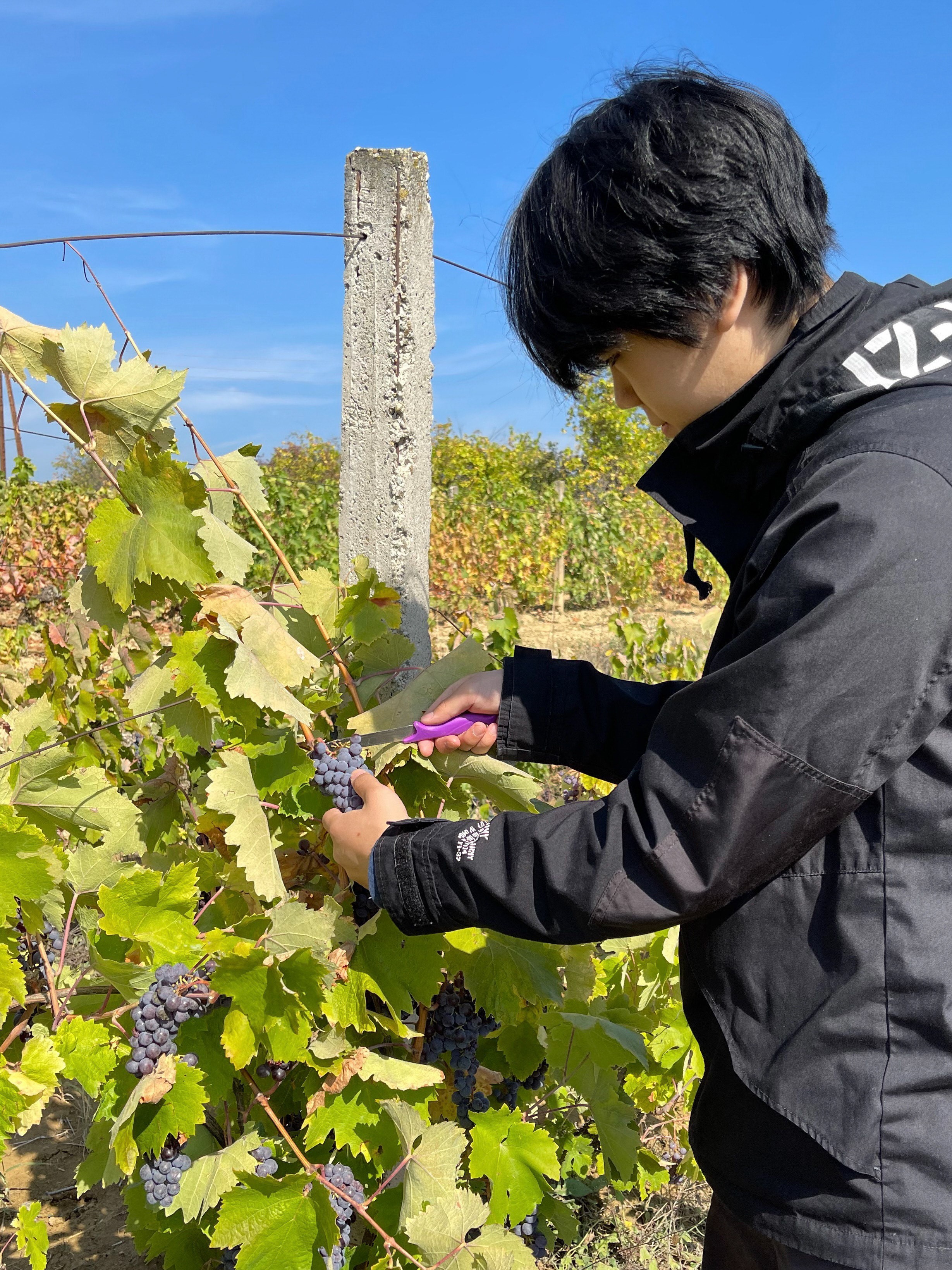 Matthew picking grapes off a vine
