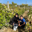 YES Abroad student, Matthew picking grapes in a vineyard with friend