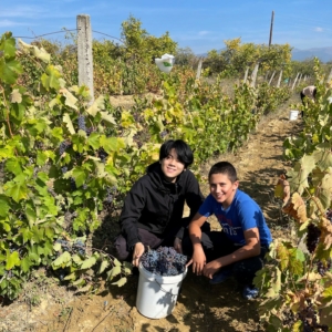 YES Abroad student, Matthew picking grapes in a vineyard with friend